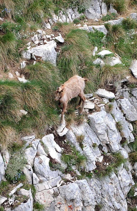 Camoscio d''Abruzzo Rupicapra pyrenaica ornata