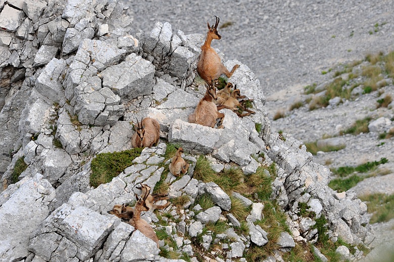 Camoscio d''Abruzzo Rupicapra pyrenaica ornata
