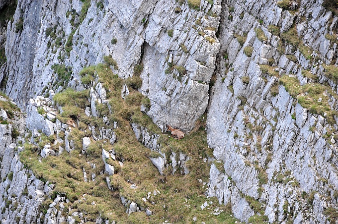 Camoscio d''Abruzzo Rupicapra pyrenaica ornata