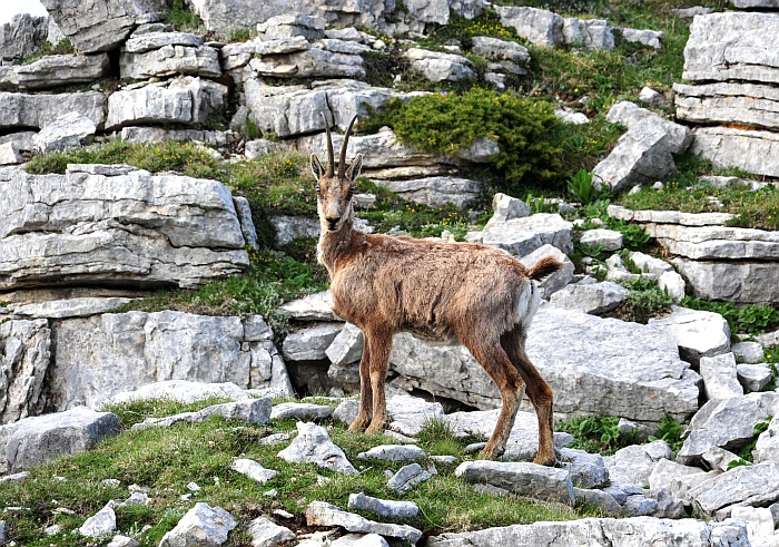Camoscio d''Abruzzo Rupicapra pyrenaica ornata