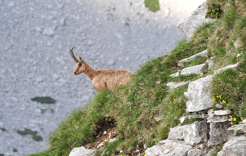 Camoscio d''Abruzzo Rupicapra pyrenaica ornata