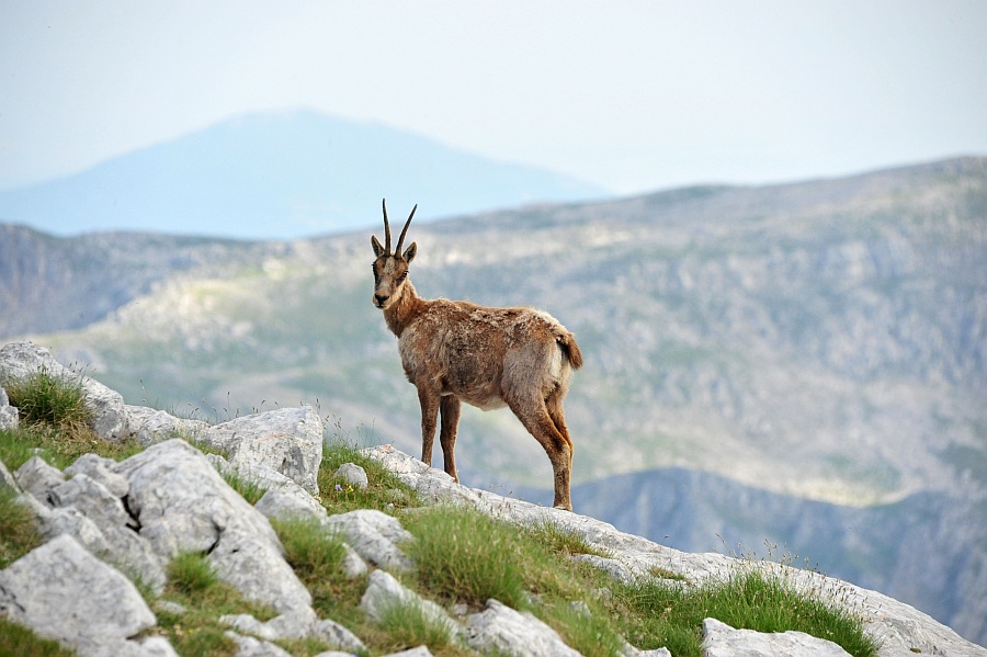 Camoscio d''Abruzzo Rupicapra pyrenaica ornata