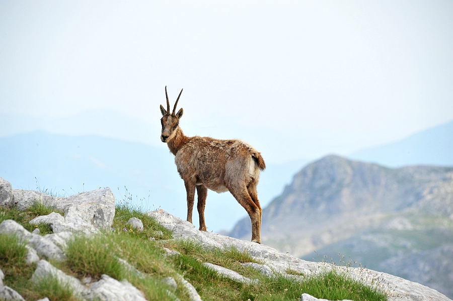 Camoscio d''Abruzzo Rupicapra pyrenaica ornata