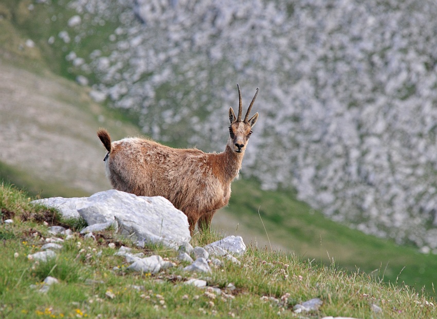 Camoscio d''Abruzzo Rupicapra pyrenaica ornata