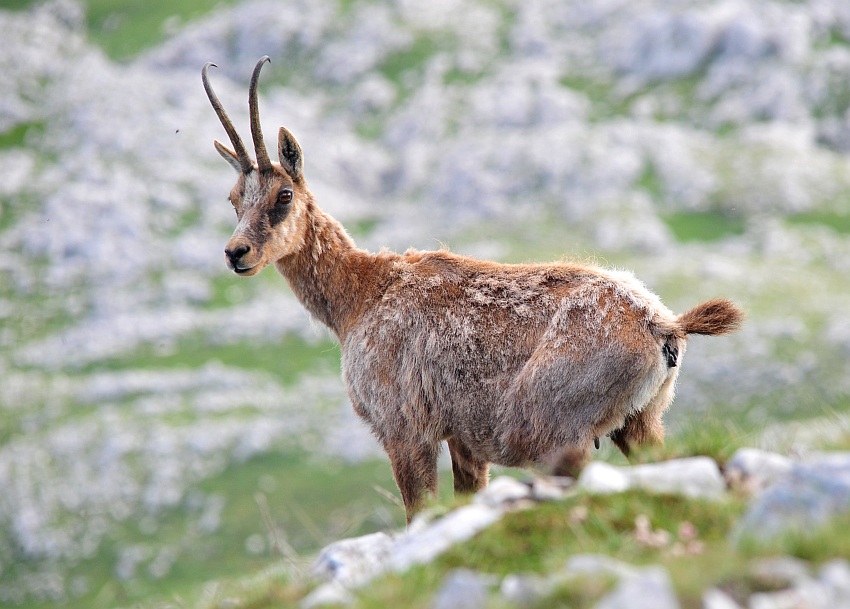 Camoscio d''Abruzzo Rupicapra pyrenaica ornata