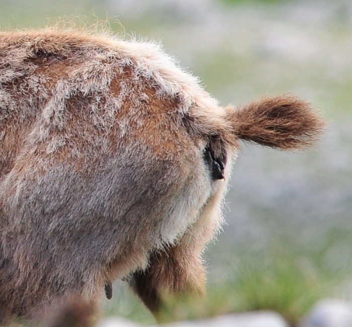 Camoscio d''Abruzzo Rupicapra pyrenaica ornata