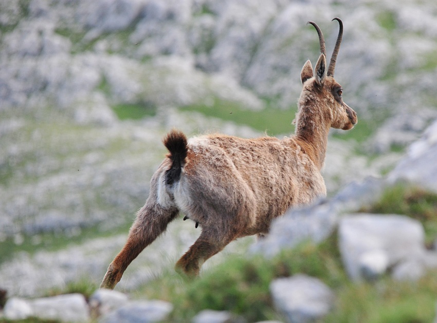 Camoscio d''Abruzzo Rupicapra pyrenaica ornata