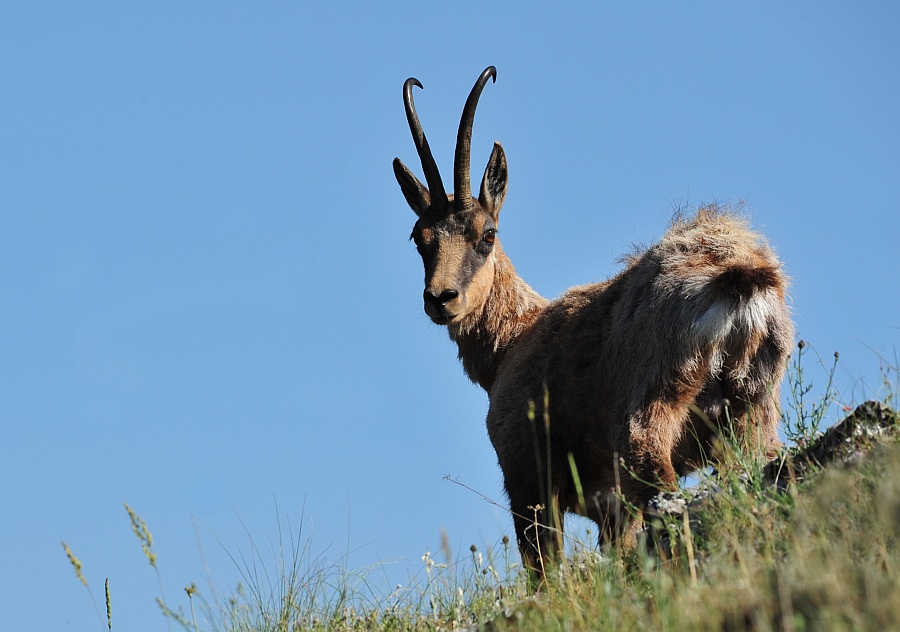 Camoscio d''Abruzzo Rupicapra pyrenaica ornata