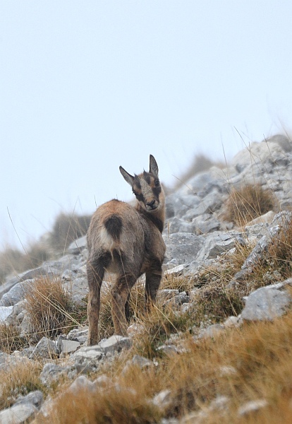 Camoscio d''Abruzzo Rupicapra pyrenaica ornata