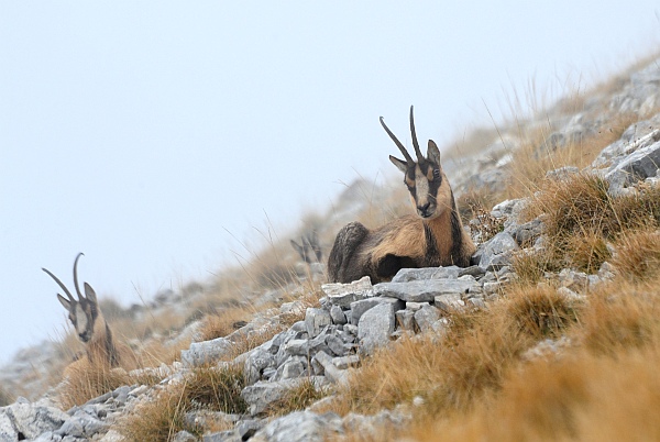 Camoscio d''Abruzzo Rupicapra pyrenaica ornata