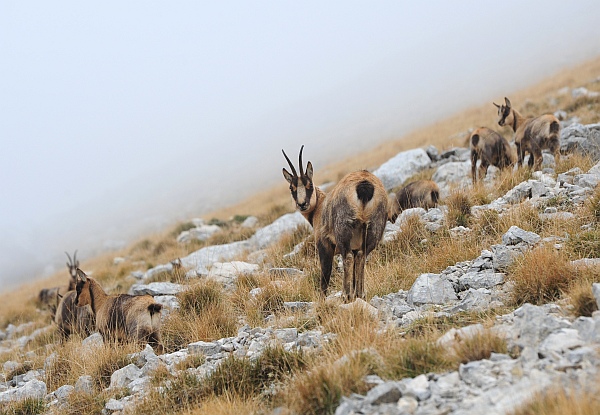 Camoscio d''Abruzzo Rupicapra pyrenaica ornata