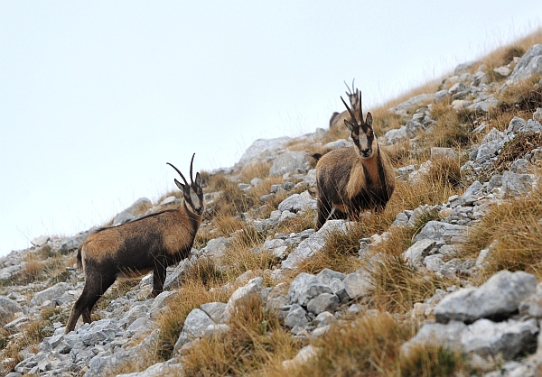 Camoscio d''Abruzzo Rupicapra pyrenaica ornata