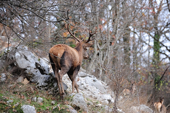 Ancora cervi