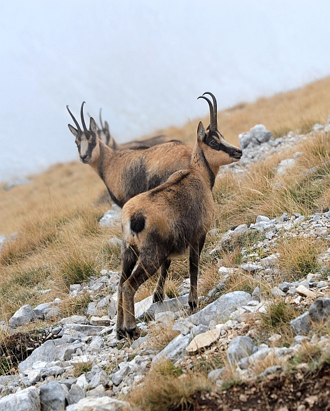 Camoscio d''Abruzzo Rupicapra pyrenaica ornata