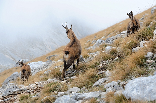 Camoscio d''Abruzzo Rupicapra pyrenaica ornata