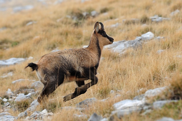 Camoscio d''Abruzzo Rupicapra pyrenaica ornata