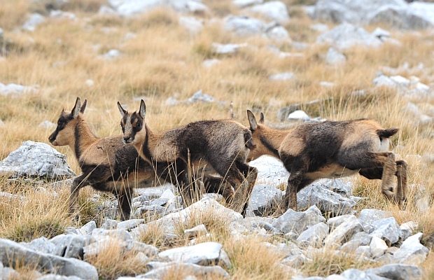 Camoscio d''Abruzzo Rupicapra pyrenaica ornata