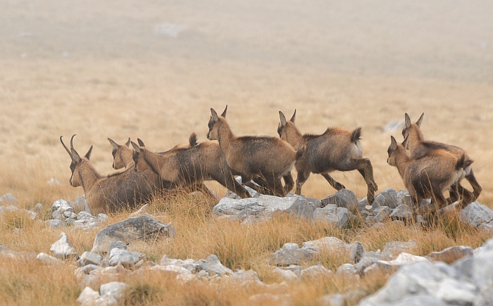 Camoscio d''Abruzzo Rupicapra pyrenaica ornata