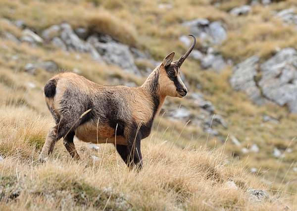 Camoscio d''Abruzzo Rupicapra pyrenaica ornata