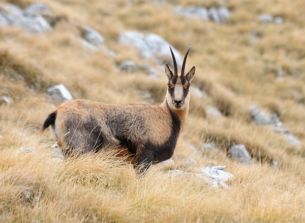 Camoscio d''Abruzzo Rupicapra pyrenaica ornata