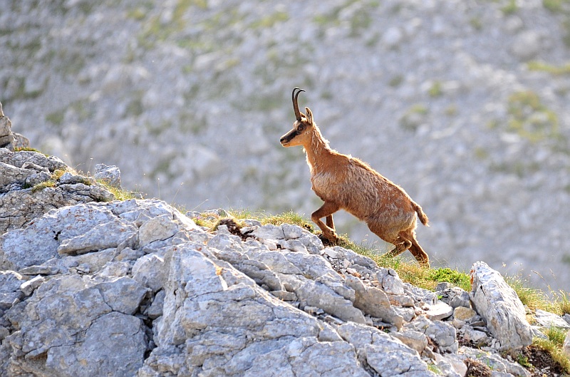 Camoscio d''Abruzzo Rupicapra pyrenaica ornata