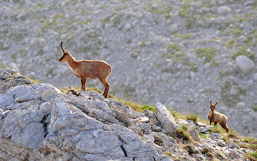 Camoscio d''Abruzzo Rupicapra pyrenaica ornata