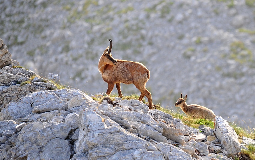 Camoscio d''Abruzzo Rupicapra pyrenaica ornata