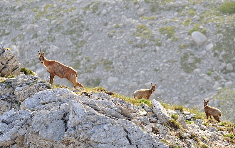 Camoscio d''Abruzzo Rupicapra pyrenaica ornata