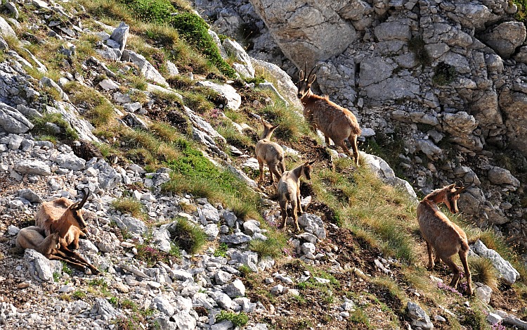 Camoscio d''Abruzzo Rupicapra pyrenaica ornata