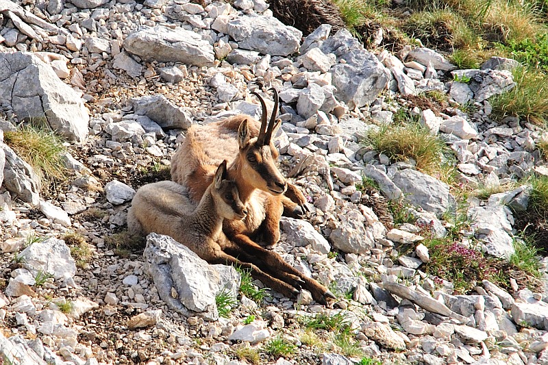 Camoscio d''Abruzzo Rupicapra pyrenaica ornata