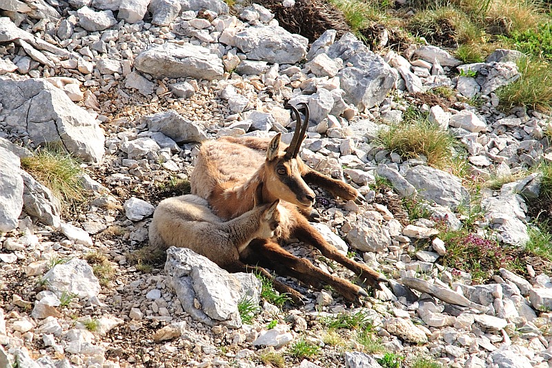 Camoscio d''Abruzzo Rupicapra pyrenaica ornata