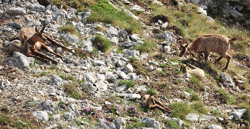 Camoscio d''Abruzzo Rupicapra pyrenaica ornata