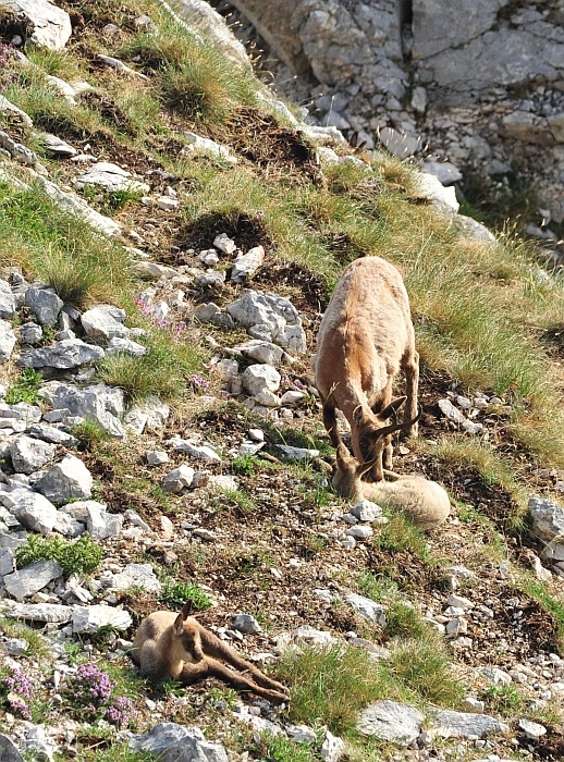 Camoscio d''Abruzzo Rupicapra pyrenaica ornata