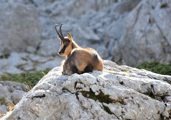 Camoscio d''Abruzzo Rupicapra pyrenaica ornata