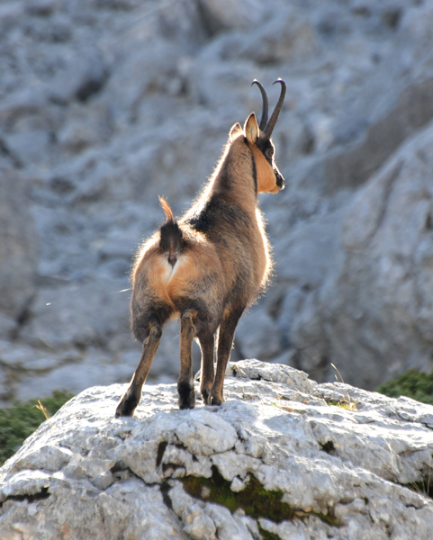 Camoscio d''Abruzzo Rupicapra pyrenaica ornata