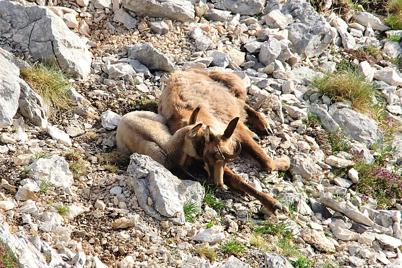 Camoscio d''Abruzzo Rupicapra pyrenaica ornata