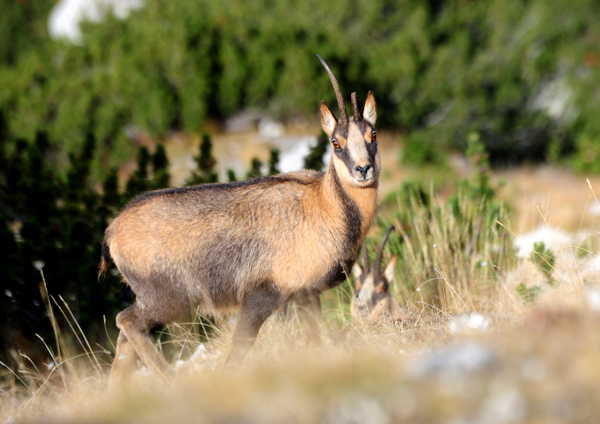 Camoscio d''Abruzzo Rupicapra pyrenaica ornata