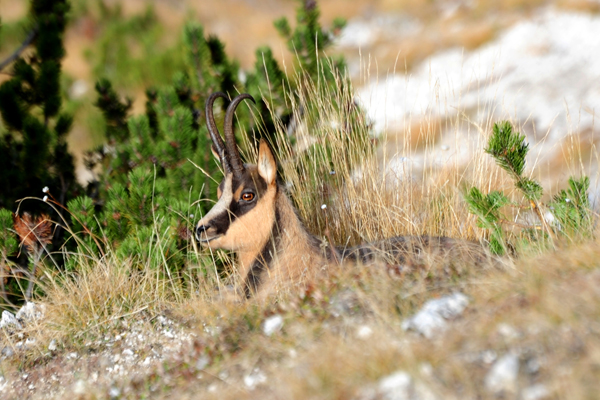 Camoscio d''Abruzzo Rupicapra pyrenaica ornata