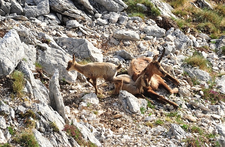 Camoscio d''Abruzzo Rupicapra pyrenaica ornata