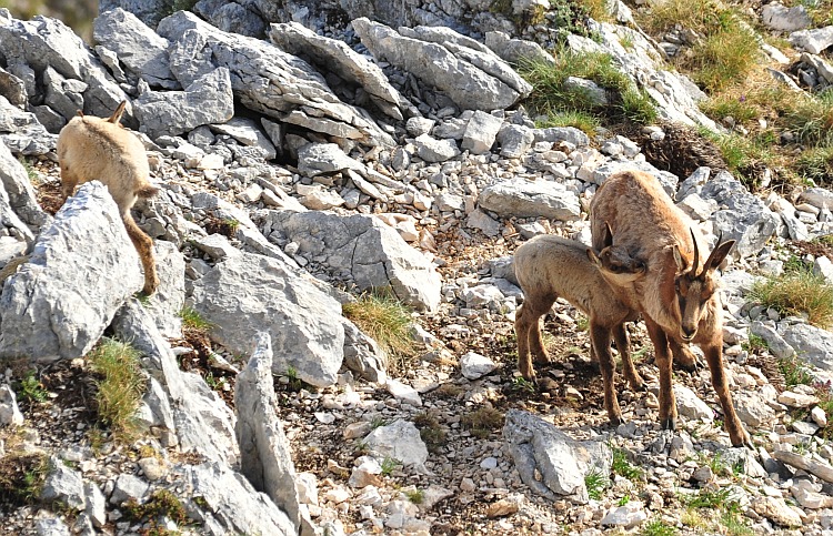 Camoscio d''Abruzzo Rupicapra pyrenaica ornata