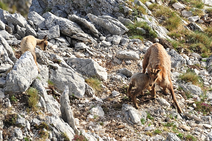 Camoscio d''Abruzzo Rupicapra pyrenaica ornata