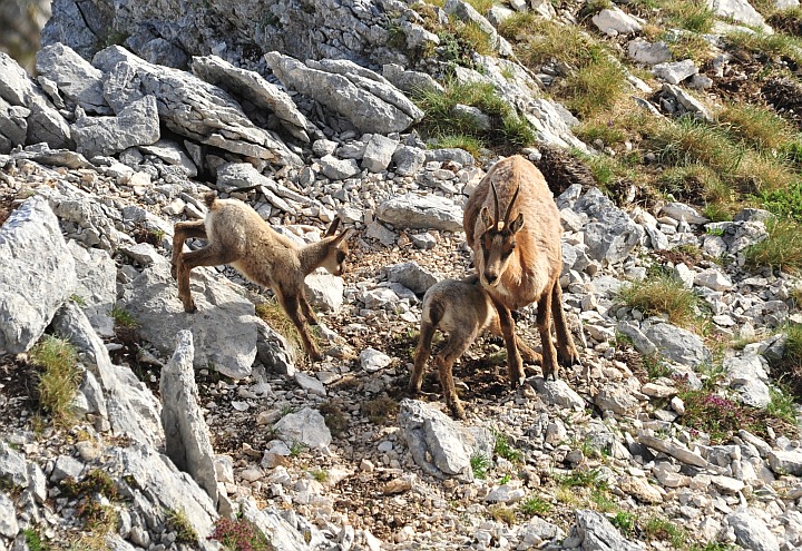 Camoscio d''Abruzzo Rupicapra pyrenaica ornata