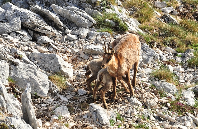 Camoscio d''Abruzzo Rupicapra pyrenaica ornata