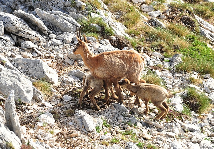 Camoscio d''Abruzzo Rupicapra pyrenaica ornata