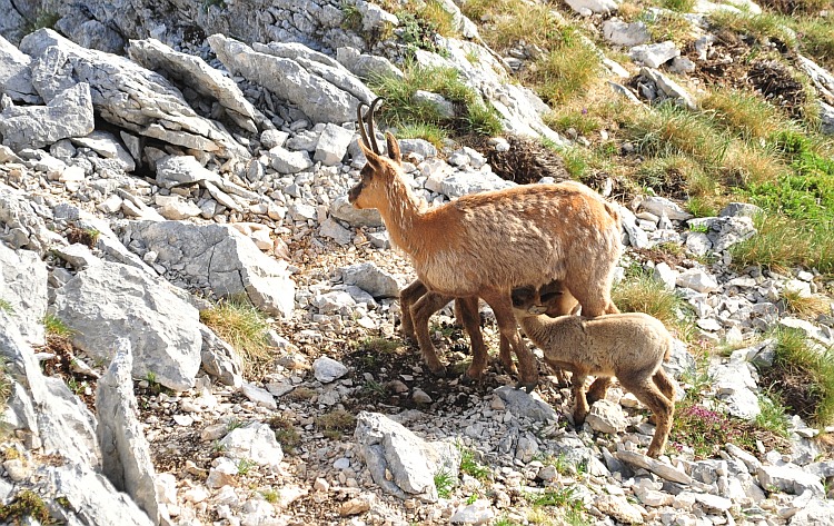 Camoscio d''Abruzzo Rupicapra pyrenaica ornata