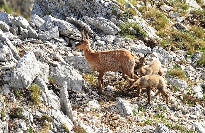 Camoscio d''Abruzzo Rupicapra pyrenaica ornata