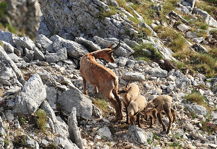 Camoscio d''Abruzzo Rupicapra pyrenaica ornata
