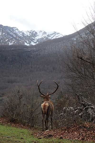 PASSIONE PER IL CERVO