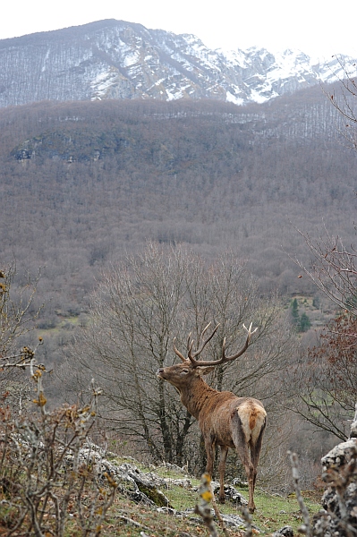 PASSIONE PER IL CERVO
