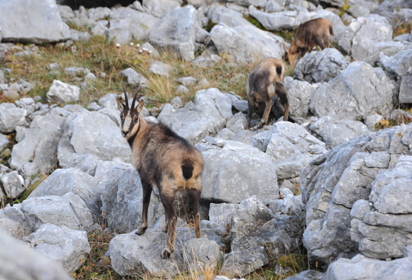 Camoscio d''Abruzzo Rupicapra pyrenaica ornata